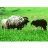 Photo Sheep And Sheep Dog Animal