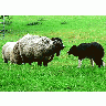 Photo Sheep And Sheep Dog Animal title=