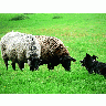 Photo Sheep And Sheep Dog 3 Animal
