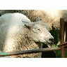 Photo Sheep With Closed Eyes Animal title=