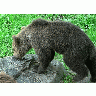 Photo Sniffing Bear Animal title=