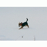 Photo Sporting Dog Running In Snow Animal