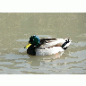 Photo Swimming Mallard Animal