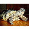 Photo Turtle Animal