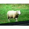 Photo Walking Sheep Animal title=