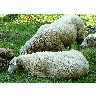 Photo Walking Sheep 2 Animal