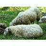 Photo Walking Sheep 2 Animal title=