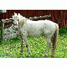 Photo White Horse Animal title=