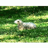 Photo White Sheep Resting Animal