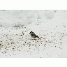 Photo Willow Tit Eating Seed Animal