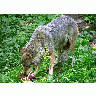 Photo Wolf Eating Animal