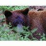 Photo Bear 2 Animal