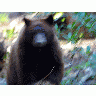 Photo Bear Attack Animal