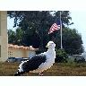 Photo Bird 3 Animal title=