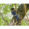 Photo Bird 5 Animal