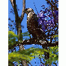 Photo Bird 6 Animal