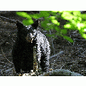 Photo Black Bear 2 Animal