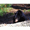 Photo Black Bear 3 Animal
