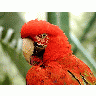 Photo Cockatoo Animal