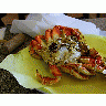 Photo Crab Animal