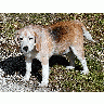 Photo Dog Beagle Animal