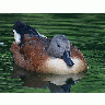 Photo Duck 2 Animal