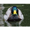 Photo Duck 3 Animal