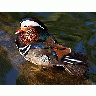 Photo Duck 5 Animal