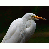 Photo Egret 2 Animal