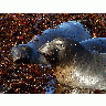 Photo Elephant Seals Animal