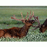 Photo Elk Animal