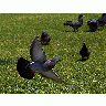 Photo Flying Pigeon Animal