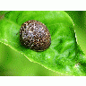 Photo Garden Snail Animal title=