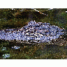 Photo Gator 2 Animal