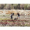 Photo Goose 3 Animal title=