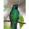 Photo Hummingbird Animal title=