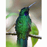 Photo Hummingbird Animal