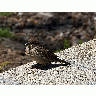 Photo Little Bird Animal title=