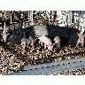 Photo Little Piggies Animal