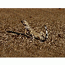 Photo Lizard 4 Animal title=