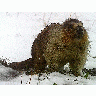 Photo Marmot Animal title=