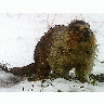 Photo Marmot Animal