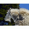 Photo Mountain Goat Animal