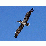Photo Pelican Bird Animal