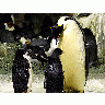 Photo Penguins Animal