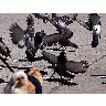 Photo Pigeon Attack Animal title=