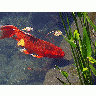 Photo Red Goldfish Animal