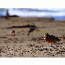 Photo Sand Piper Animal title=