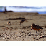 Photo Sand Piper Animal