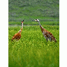 Photo Sandhill Cranes Animal